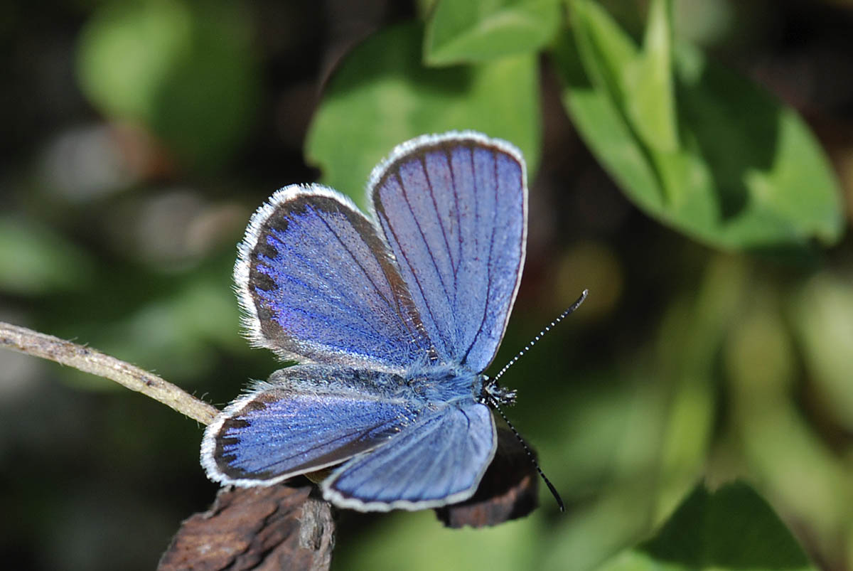 Plebejus argyrognomon?